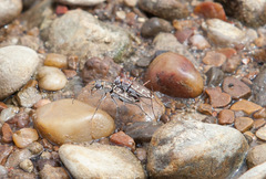 Ellipsoptera sperata