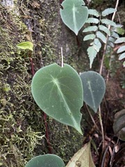Peperomia hernandiifolia