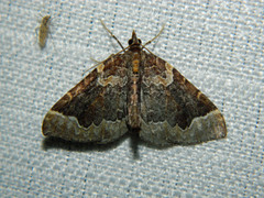 Eulithis flavibrunneata
