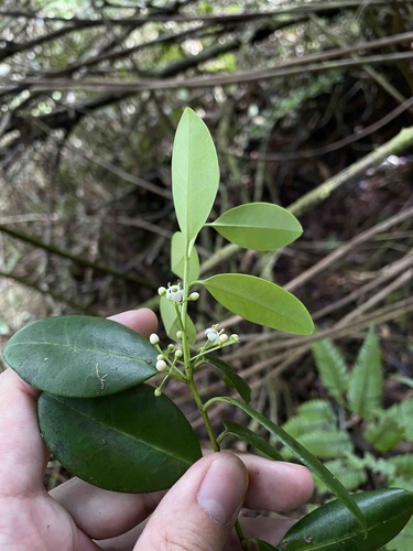 Ilex sideroxyloides ssp. occidentalis