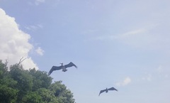 Pelecanus occidentalis