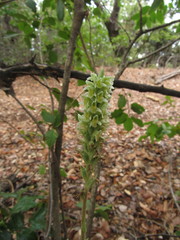 Brachystele unilateralis