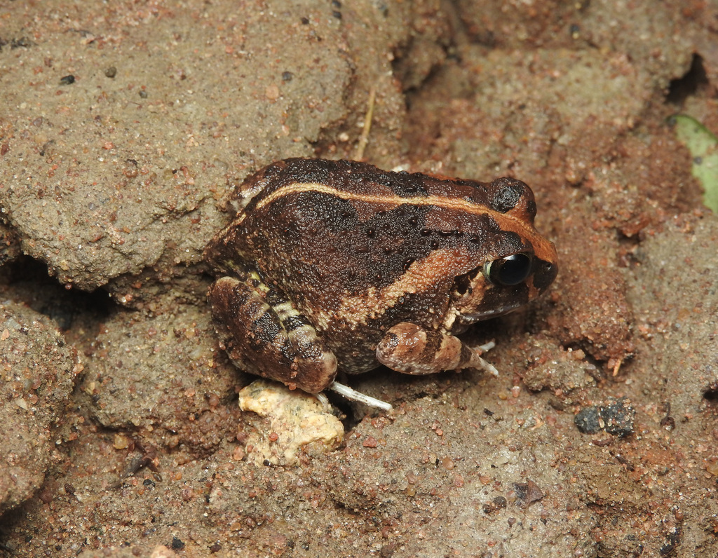 Jerdon's Burrowing Frog (Sphaerotheca pluvialis)