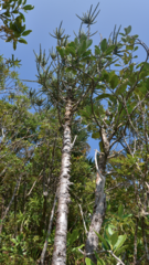 Araucaria montana