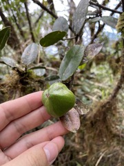 Micropholis garciniifolia