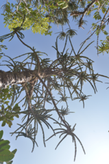 Araucaria montana
