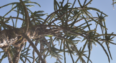 Araucaria montana