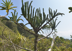 Araucaria montana