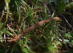 Araucaria montana