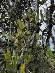 Micropholis garciniifolia