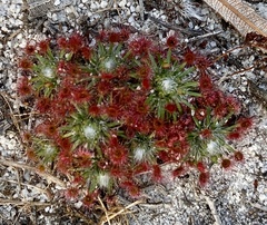Drosera micrantha
