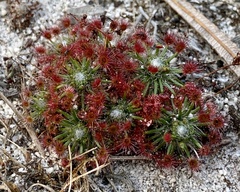 Drosera micrantha