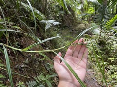 Scleria secans