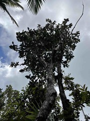Tabebuia rigida