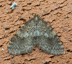 Operophtera occidentalis