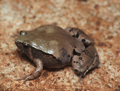 Microhyla mihintalei