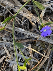 Scaevola calliptera