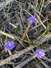 Scaevola calliptera