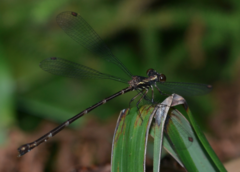 Caledargiolestes uniseries