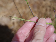 Nassella leucotricha