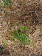 Nassella leucotricha