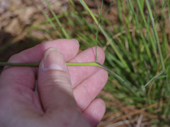 Nassella leucotricha