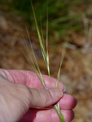 Nassella leucotricha