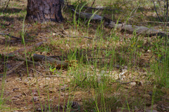 Nassella leucotricha