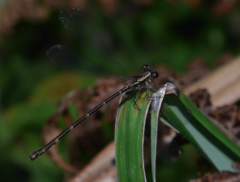 Caledargiolestes uniseries