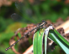 Caledargiolestes uniseries