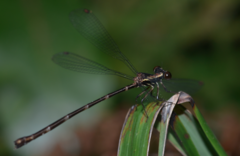 Caledargiolestes uniseries