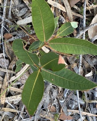 Eucalyptus staeri