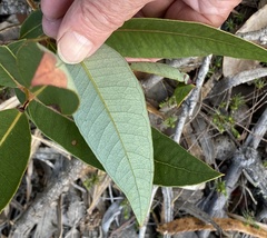 Eucalyptus staeri