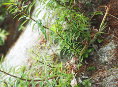 Anaphalioides subrigida