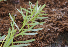 Anaphalioides subrigida