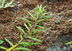 Anaphalioides subrigida