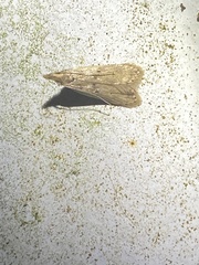 Dichomeris punctipennella