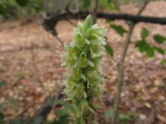 Brachystele unilateralis