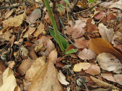 Brachystele unilateralis