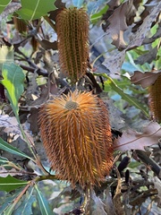 Banksia quercifolia