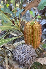 Banksia quercifolia