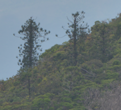 Araucaria montana