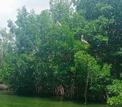 Pelecanus occidentalis