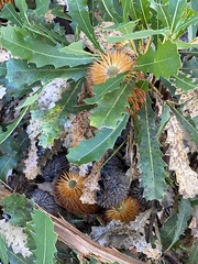 Banksia quercifolia
