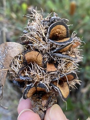 Banksia quercifolia