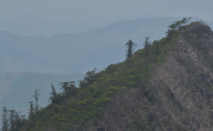 Araucaria montana