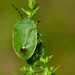 Chlorochroa persimilis - Photo (c) Jason King, alguns direitos reservados (CC BY-NC), uploaded by Jason King