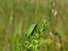 Chlorochroa persimilis