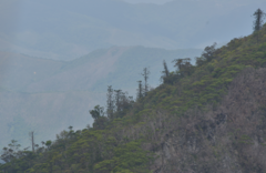 Araucaria montana