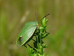Chlorochroa persimilis